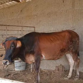 Şwes  sygyr