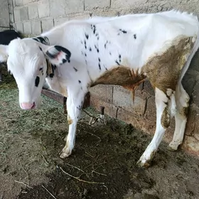 Öküzler