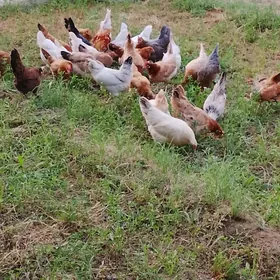 towuklar
