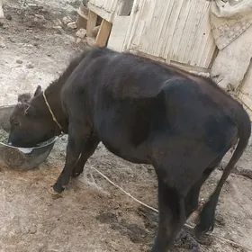 Gulajyn gole