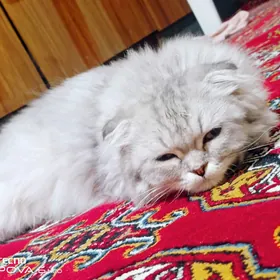 вислоухий котёнок pisik
