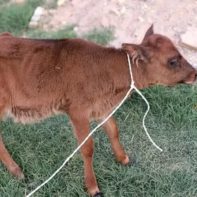 tüwe
