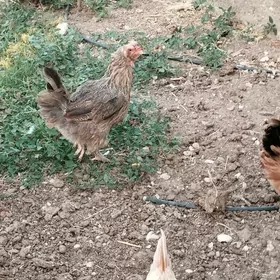 Tawuk