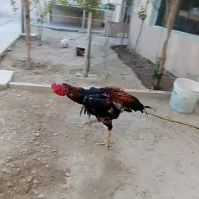 Horaz
