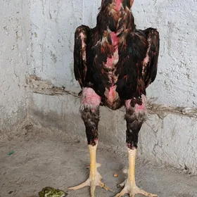 taşkent xoroz
