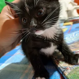 кошечка