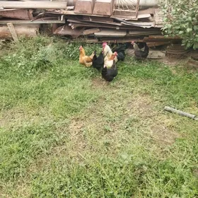Tawuk