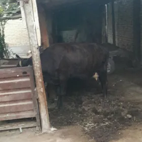 бакылан инек