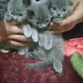 котята