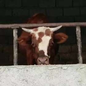 Öküz Göle
