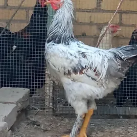 Horaz