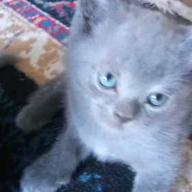 британский котенок мальчик