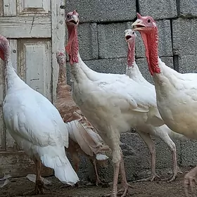 Kanadskiý gigant induk