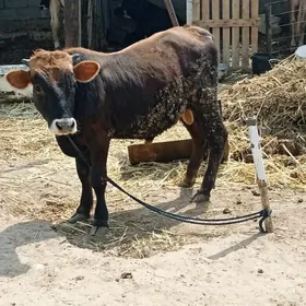 òkuz