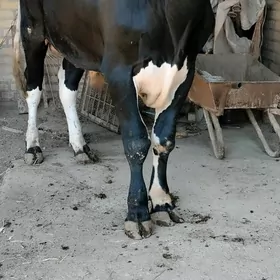 semiz  okuzler