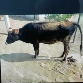 sygyr