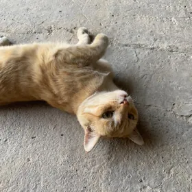 котёнок