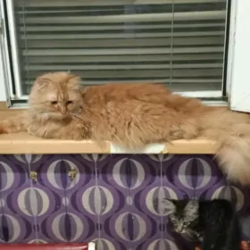 котята
