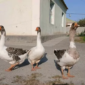 horoz