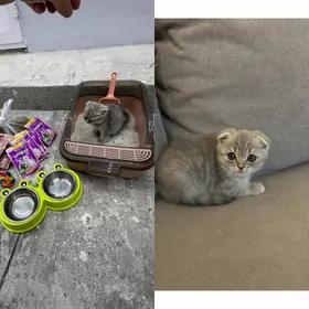 кошка