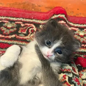 отдам в добрые руки