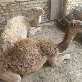 Ogşuk. Köşek. Düýe.
