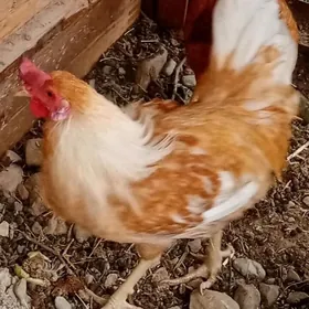 Horazlar
