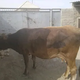 Sygyr
