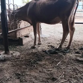 Tüwe göle