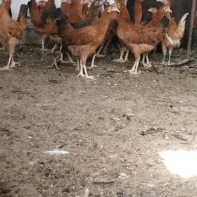 jüje