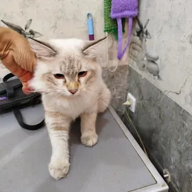 Найден кот