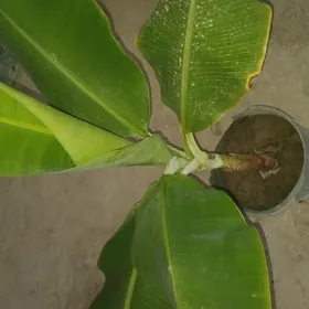 banan