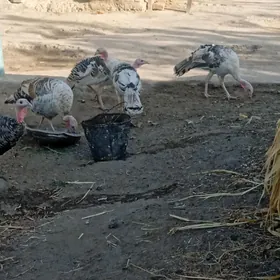 индуклар