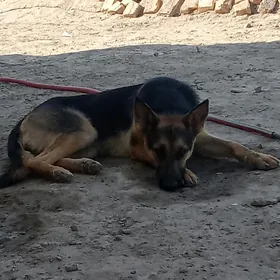 awçarka