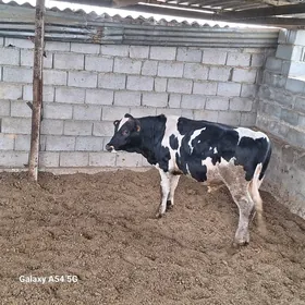 Gbrit Òkuz
