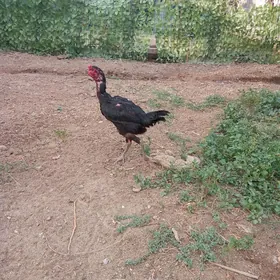 TAŞKENT MÄKi
