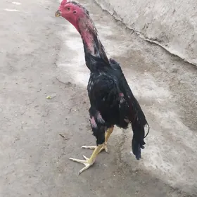 horaz