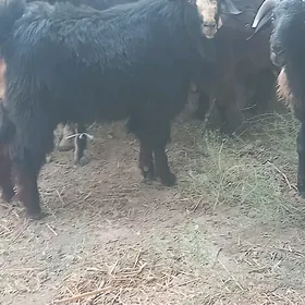 sagdyn teke yaş