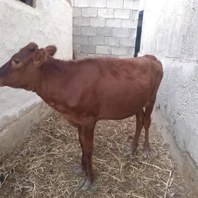 Göle