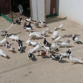 kepderi