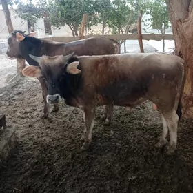 öküz