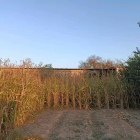 suwselik