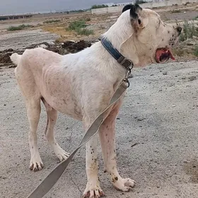 Alabaÿ