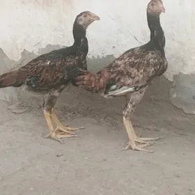 paroda towuk juyje