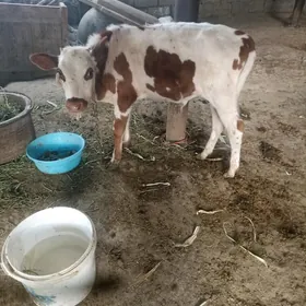 öküz