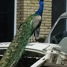 Тавус гушлар