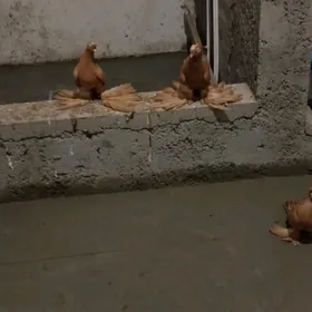 кепдер
