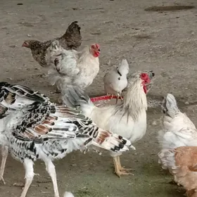 Towuk, induk, jüýje