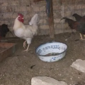 7 Ay bolan horazlar