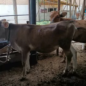 5 aýlyk  bakyda duran tüwe